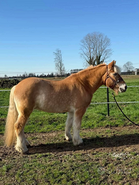 Quarter Haflinger Paint