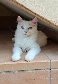 Gattini