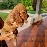 Cocker Spaniel cuccioli