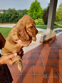Cocker Spaniel cuccioli