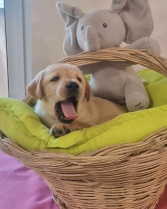 Labrador Pedigree ENCI