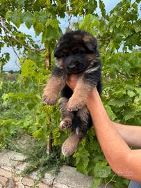 Cuccioli pastore tedesco