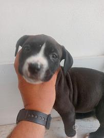 Bandog