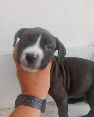Bandog