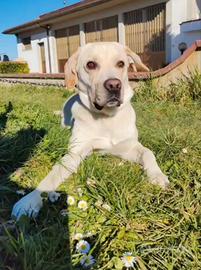 regaliamo semi labrador 