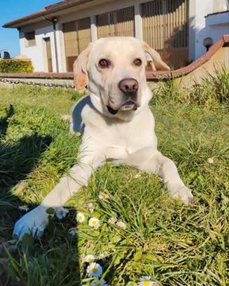 regaliamo semi labrador 
