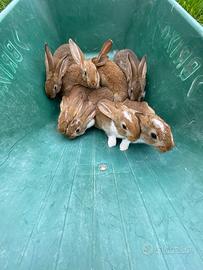 Conigli incrocio Papillon x Leprino di Viterbo