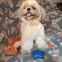 Shiu tzu