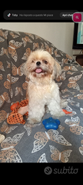 Shiu tzu