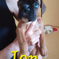 Cuccioli di razza boxer