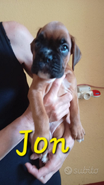 Cuccioli di razza boxer