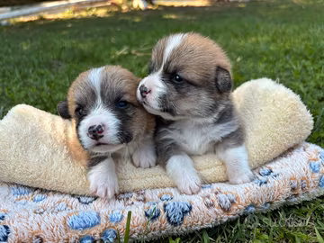 Cuccioli corgi pedigree
