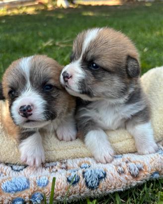 Cuccioli corgi pedigree