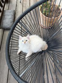 Siberiani Neva con pedigree anche libero 
