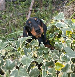 Cuccioli bassotto PEDIGREE ALLEVAMENTO ENCI fci