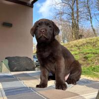 Labrador cuccioli pedigree