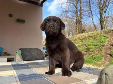 Labrador cuccioli pedigree