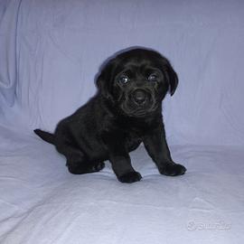 Cucciola labrador