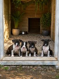 Cuccioli Am Staf