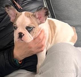 Bulldog francese