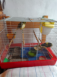 Quattro canarini e quattro cocorite con gabb