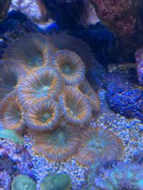 Rhodactis arancio corallo molle acquario marino