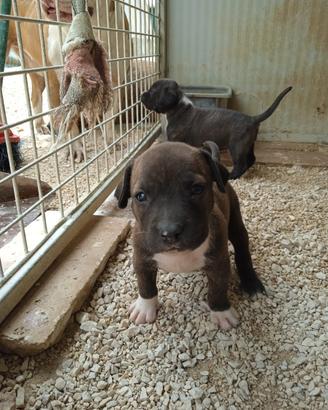 Pit bull