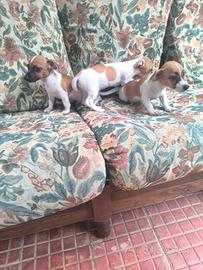 jack Russell 