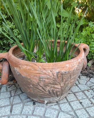 vasi terracotta con pianta 