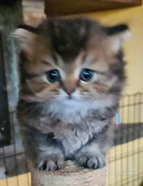 Gattini British Shorthair