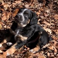 Cucciolo in adozione