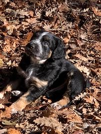 Cucciolo in adozione