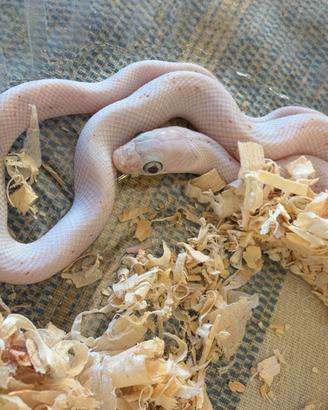 Serpente del grano, Pantherophis guttatus