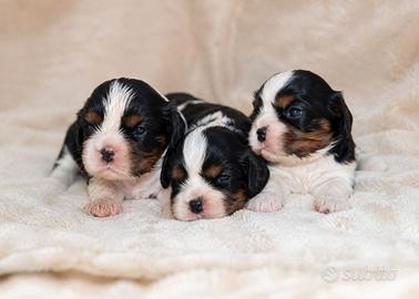 Ultima cucciola di cavalier king