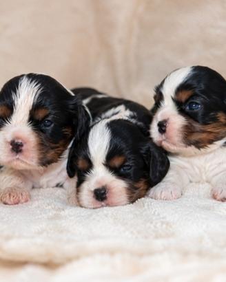 Ultima cucciola di cavalier king