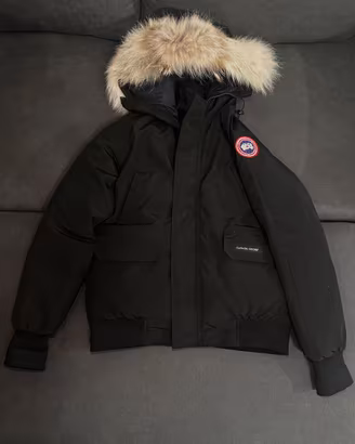 canada goose