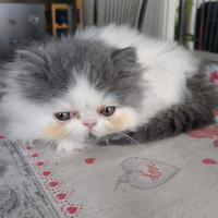 Gattino Persiano (gattina)