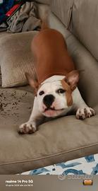 Cane Amstaff 7 mesi