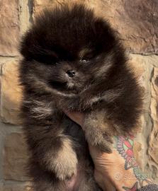 Spitz di Pomerania