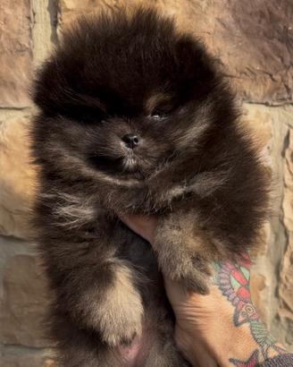 Spitz di Pomerania