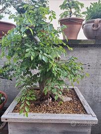 Bonsai di Carpino