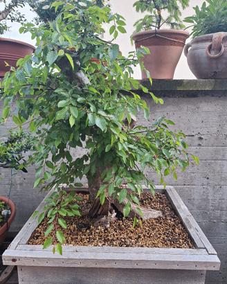 Bonsai di Carpino