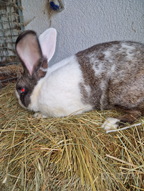 Hycole Francese disponibile per riproduzione