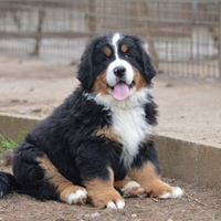 Cucciolo di Bovaro del Bernese in pronta consegna