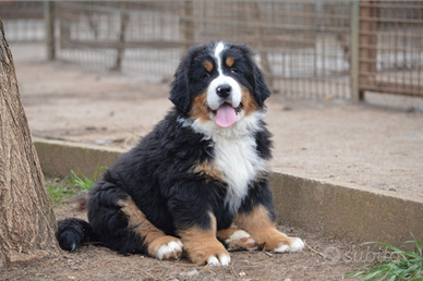 Cucciolo di Bovaro del Bernese in pronta consegna