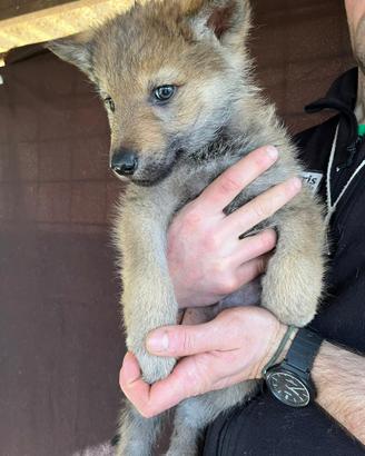 Cuccioli di Cane Lupo Cecoslovacco