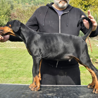 Dobermann cucciolo