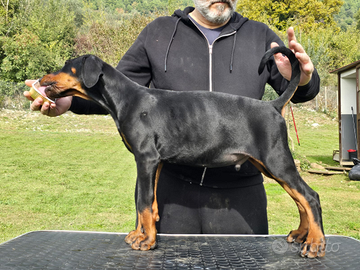 Dobermann cucciolo