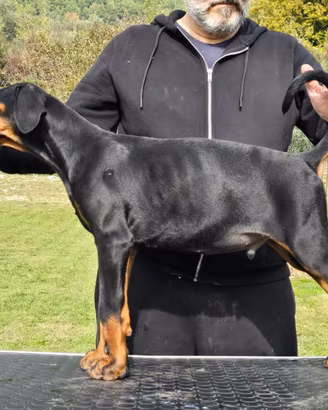 Dobermann cucciolo