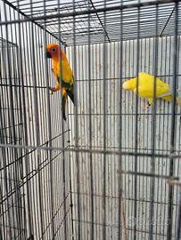 Pappagalli che parlano